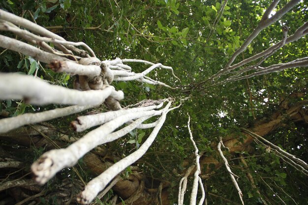 보로부두르 사원 인도네시아에서 날개 아래에서 본 거대한 나무