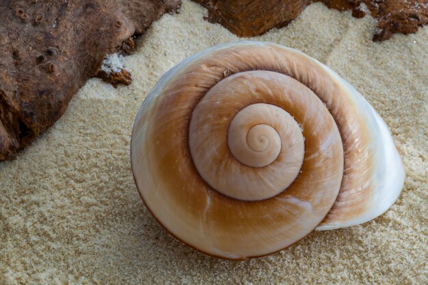 Gigantische bruine slakkenhuis op zacht zand