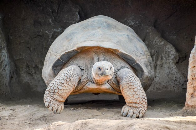 Gigantische grote Galapgos-aardschildpad op de vloer