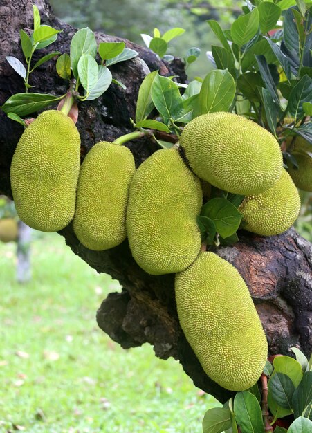 Gigantische Jackfruits groeien in een boom