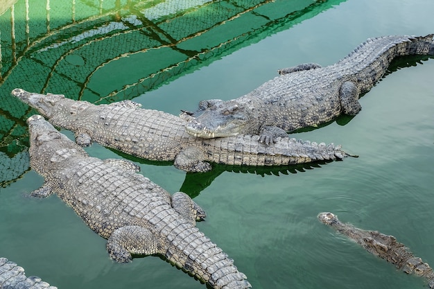 gigantische krokodil in groen water erg eng en gevaarlijk