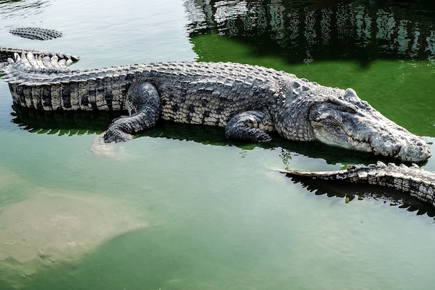 gigantische krokodil in groen water erg eng en gevaarlijk