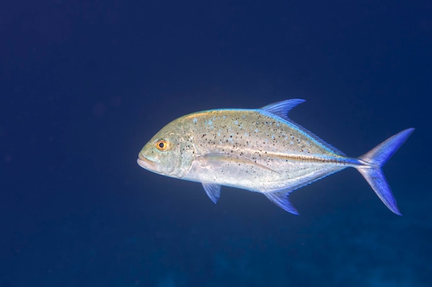 Gigantische trevally tonijn caranx vis