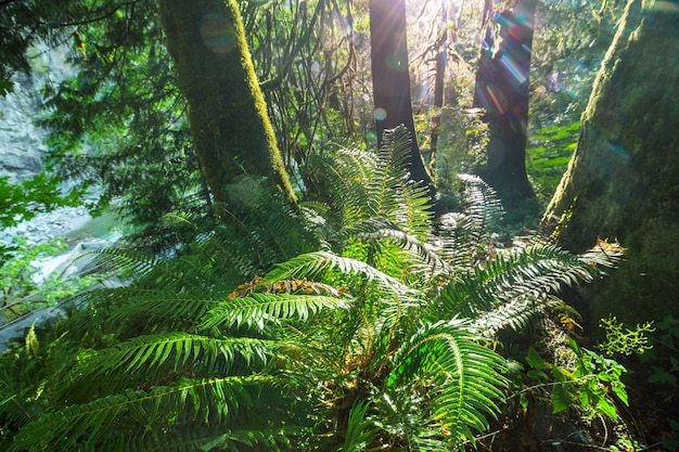 Gigantische varenbomen in het regenwoud, het eiland van hawaï