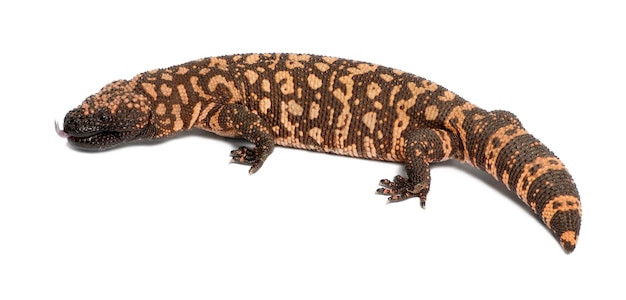 Gila monster Heloderma suspectum poisonous white background