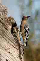 Photo gila woodpecker melanerpes uropygialis arizona usa