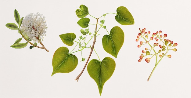 Giloe (Tinospora Cordifolia). Gurjo, hartbladig maanzaad, guduchi of giloy. Botanische illustratie