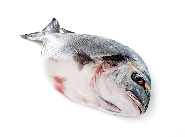 Gilt-head bream in front of white background