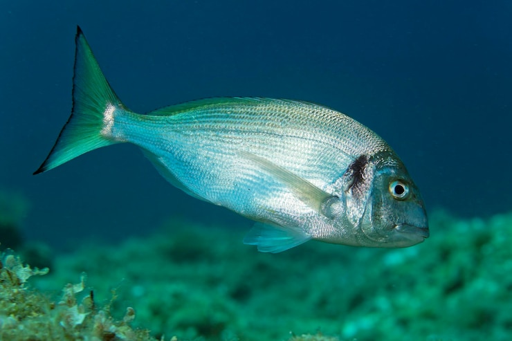 Photo the gilt-head bream sparus aurata from telascica nature park