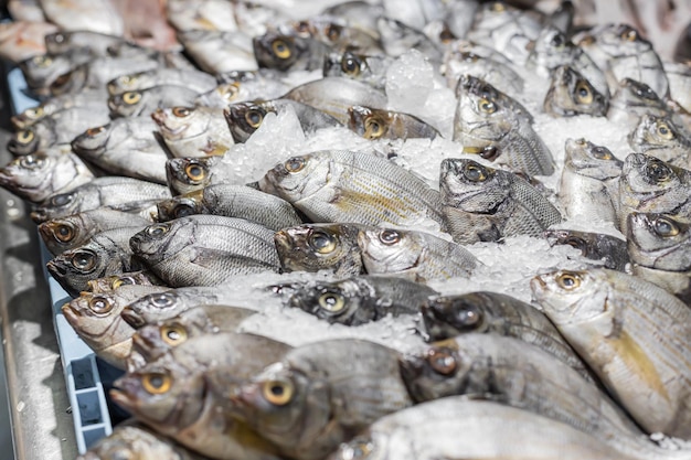 Gilthead Sparus Aurata on ice in a fish market