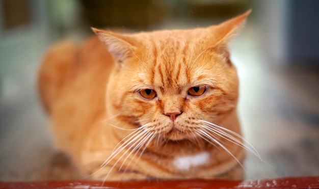 Ginger British cat closeup Resting in the country