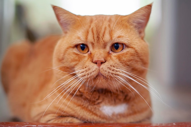 Рыжий британский кот