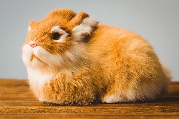 Photo ginger bunny rabbit