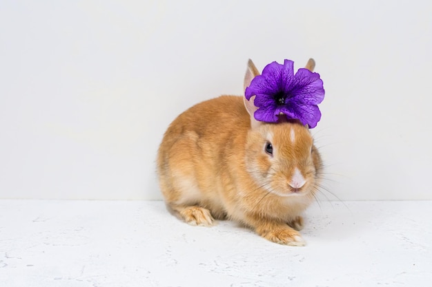 Ginger bunny with a purple flower on a white background The basis for the postcard Place for an inscription