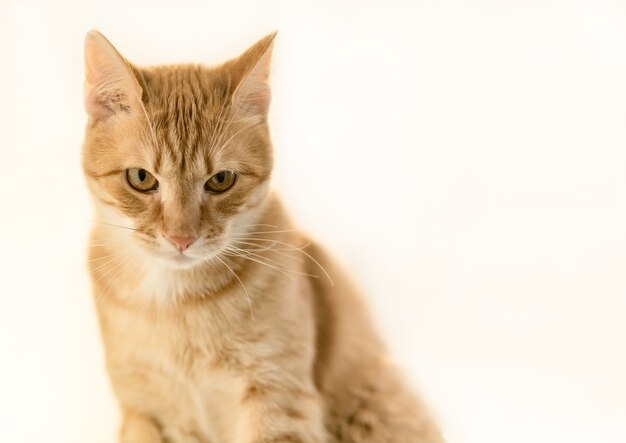 Photo ginger cat animal portrait.