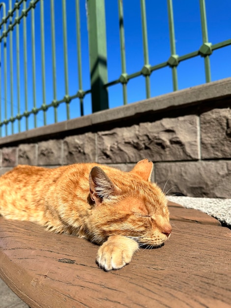 ginger cat basking in the sun