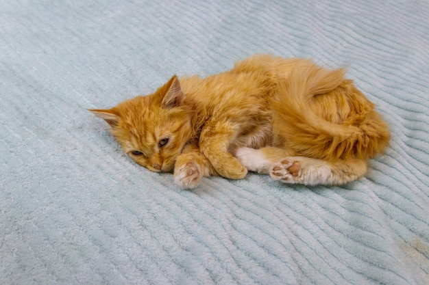 Ginger cat on a bed at home