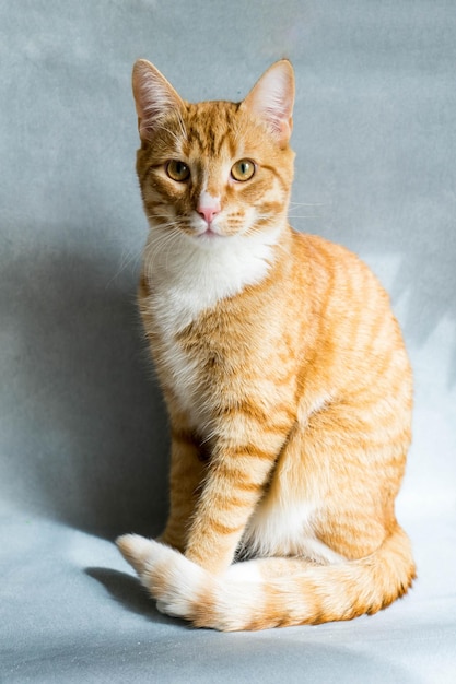 Ginger cat on blue background in sunny day