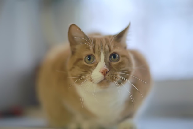 생강 고양이 / 귀여운 애완 동물 아름다운 고양이, 빨간 생강