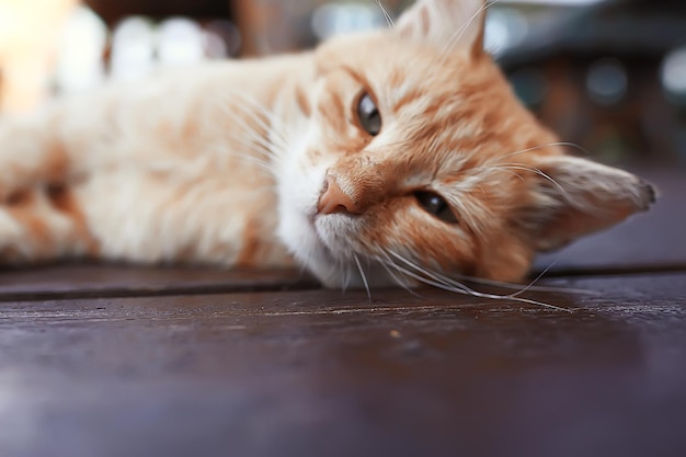 生姜猫/かわいいペット美しい猫、赤生姜