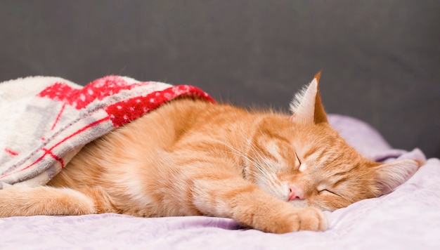 Ginger cat cute sleeping under the covers