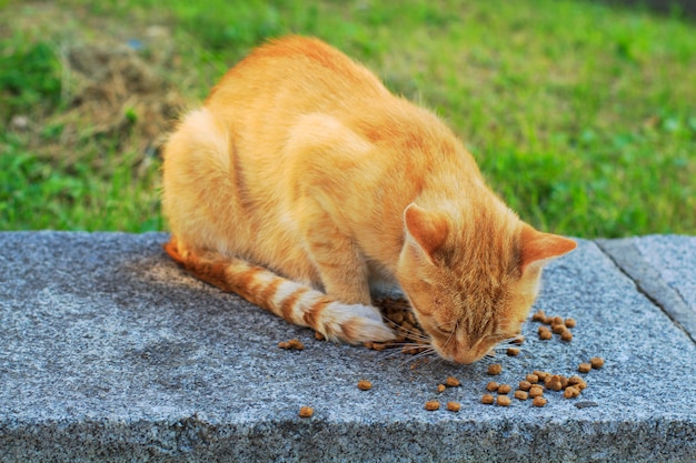 Ginger cat eats the food on the street