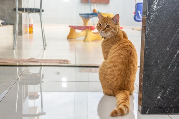 ginger cat enjoying the afternoon looking through the window