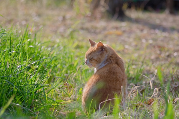 野原のジンジャーキャット