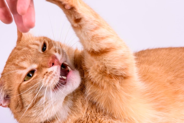 Ginger cat gnaws hand close-up