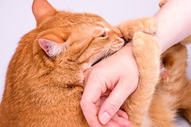 Ginger cat gnaws hand close-up