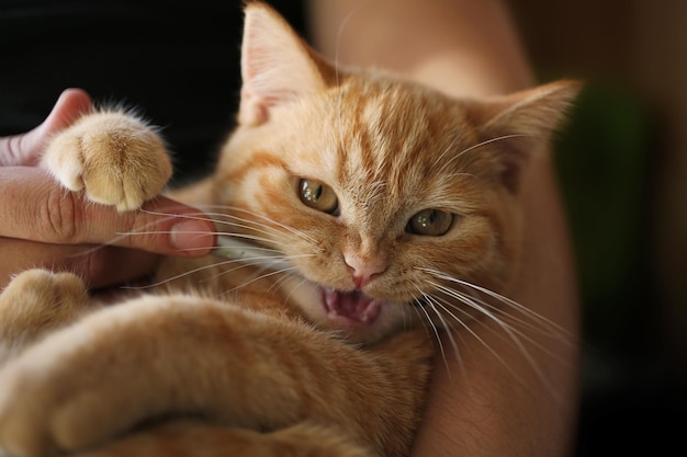 Ginger cat on the in the hands of the ownerchews on a pencil