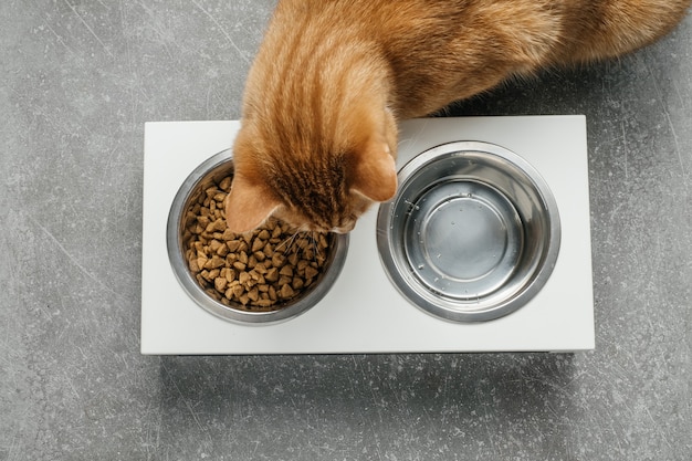 Ginger cat is eating from the bowl complete and balanced diet