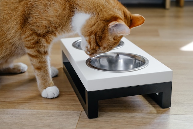 Ginger cat is eating from the bowl complete and balanced diet