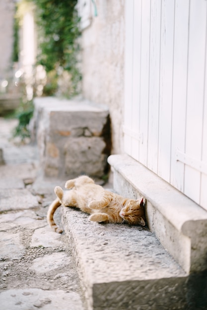 Ginger cat is laying on its back on the threshold