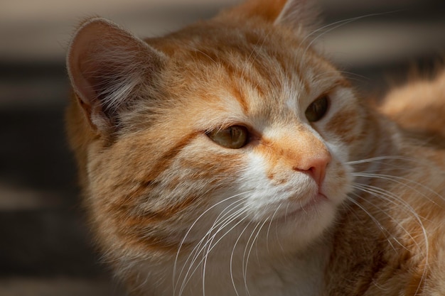 ginger cat is resting in a green flowerbed in summer domestic ginger cat