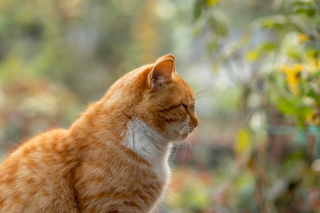 ginger cat is resting on a sunny day in the garden