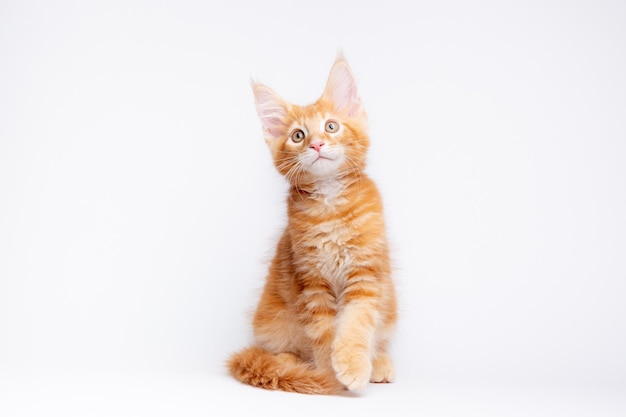 ginger cat is sitting on a white background isolated