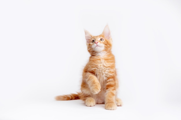 ginger cat is sitting on a white background isolated