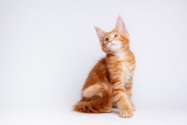 ginger cat is sitting on a white background isolated