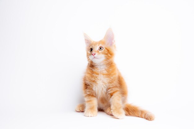 A ginger cat is sitting on a white background isolated