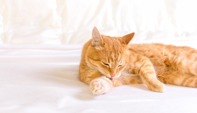 The ginger cat is washed. Cat licks the paw on a white background. Grooming Cat.