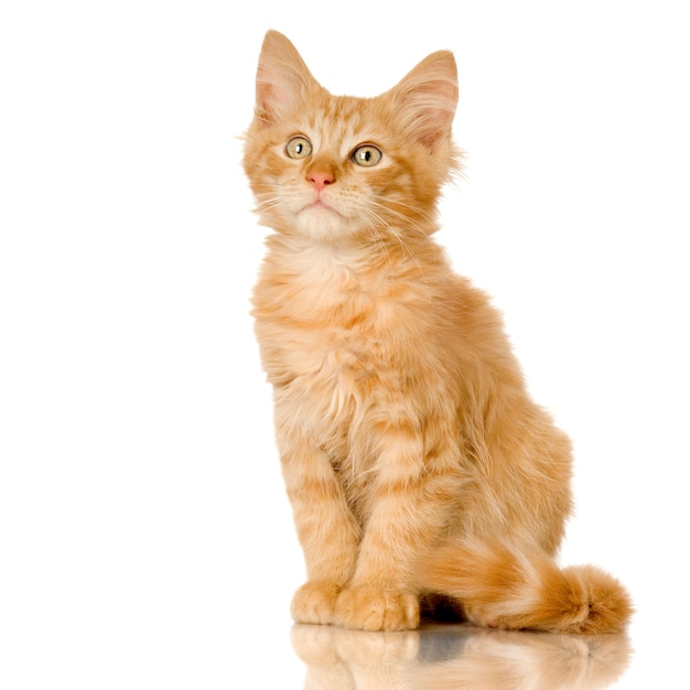 Photo ginger cat kitten. cat portrait isolated