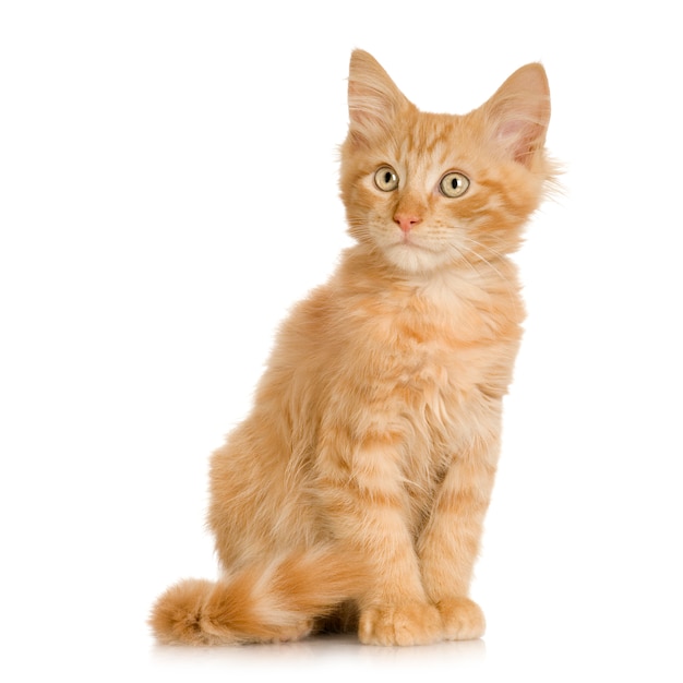 Gattino ginger cat. ritratto di gatto isolato