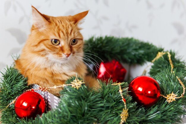 Photo ginger cat lies in box with christmas decorations. fluffy pet is doing to sleep there.