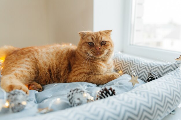 생강 고양이는 새해 조명으로 장식된 그의 침대에 누워 있습니다. 새 해와 크리스마스 개념입니다.