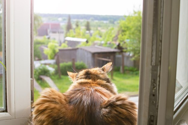 生姜猫が横になって窓の外を見る