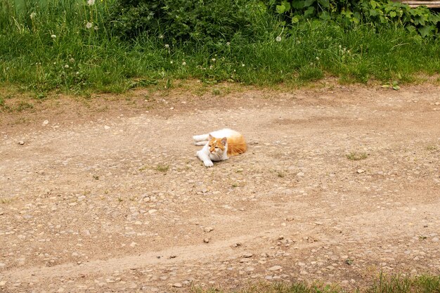 Ginger cat lies on the sand closeup