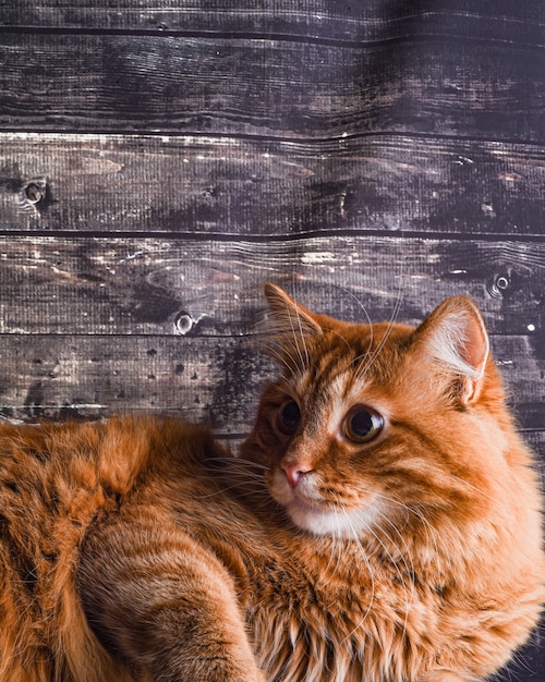 Ginger cat lies on wooden