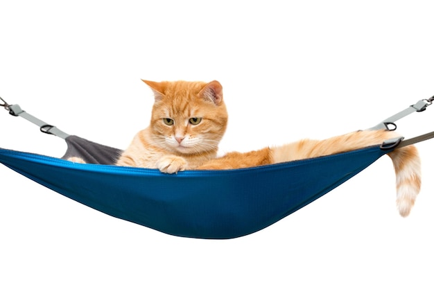 Ginger cat ligt in een blauwe hangmat