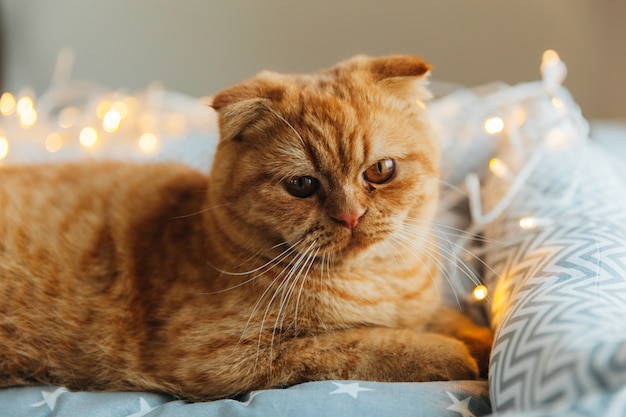 Ginger Cat ligt op zijn bed, versierd met nieuwjaarslichten. nieuwjaar en kerstconcept.